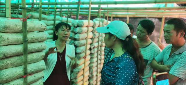 粤桂协作广西行 科技赋能助振兴 ——华南农业大学粤桂协作科技特派员团队助力广西融水县乡村振兴
