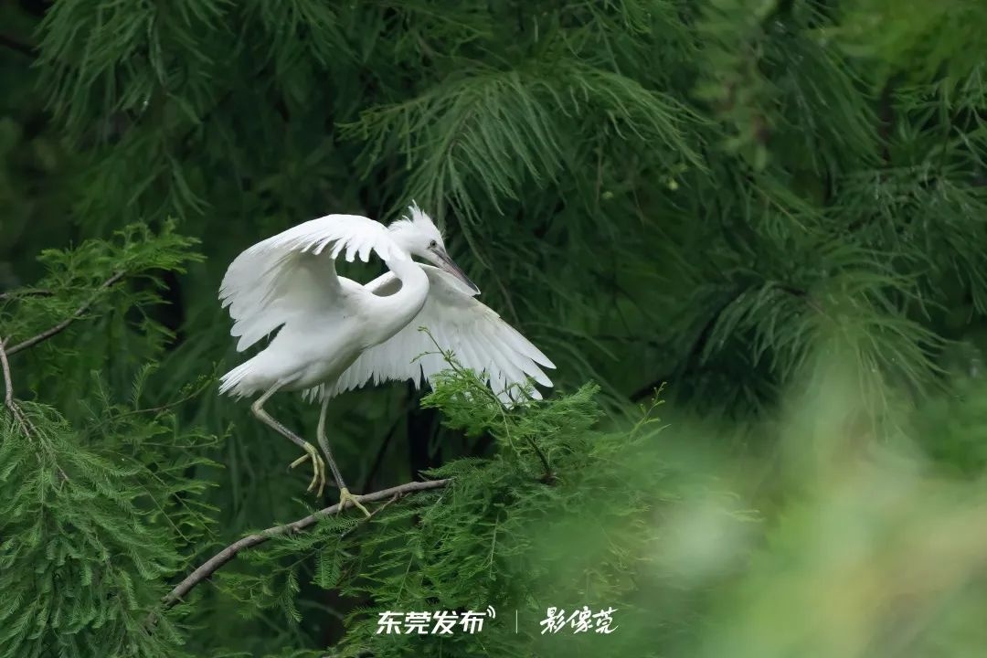 摄影：林延高 | 拍摄地：麻涌华阳湖