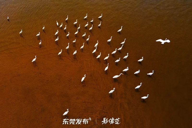 摄影：吴志均 | 拍摄地：石碣镇金桔洲