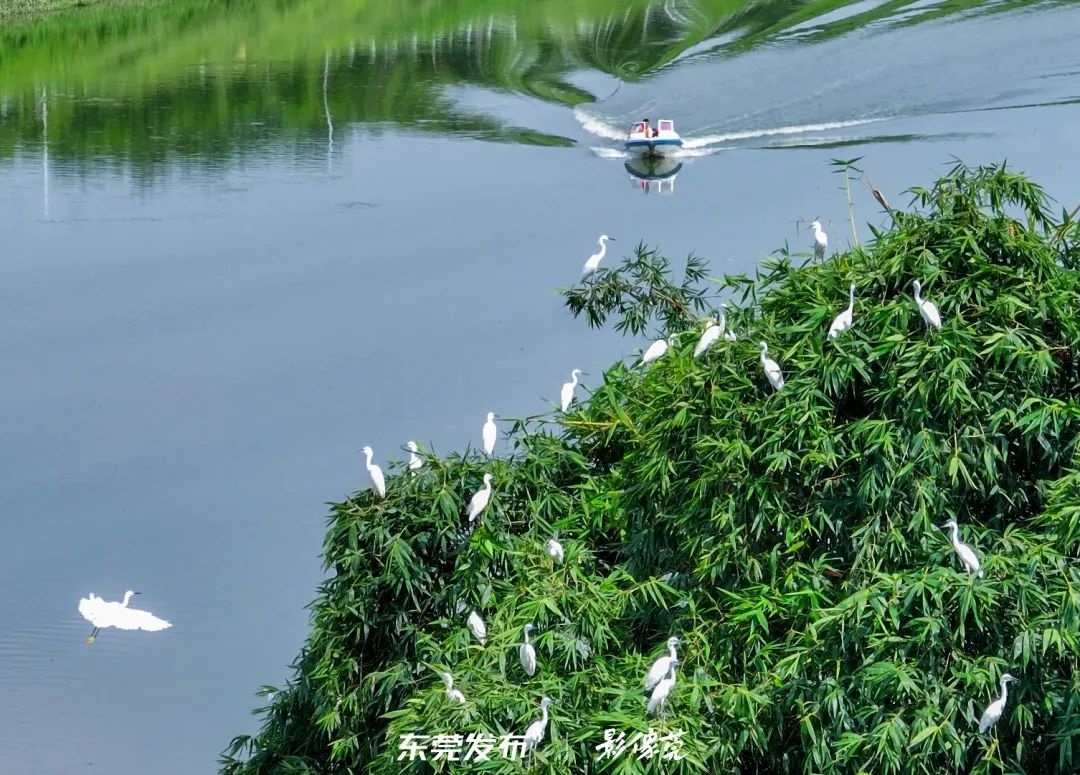 摄影：谢锐坚 | 拍摄地：茶山镇黄沙河岸