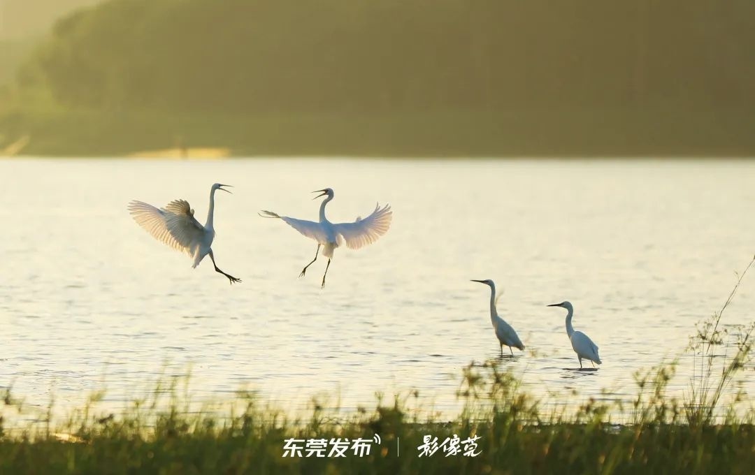 摄像：王超成 | 拍摄地：企石东清湖湿地公园