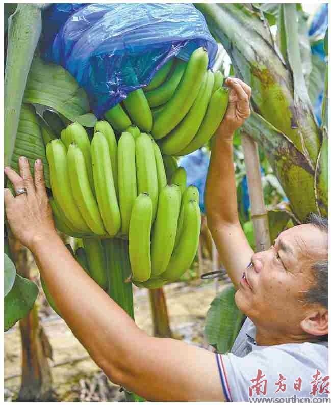 在“一村一品”项目中水肥一体化的滴灌技术帮助下，陈榕标种植的2000多亩粉蕉长势喜人。曾亮超 摄