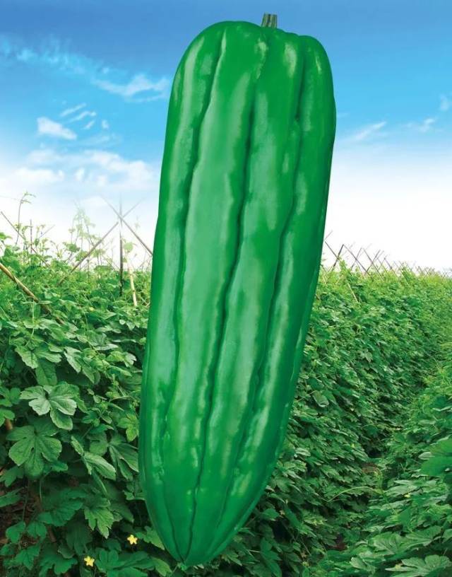 富城1号苦瓜