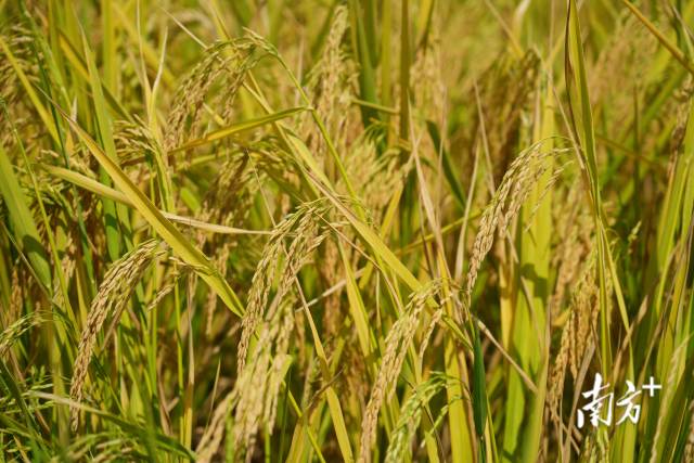 时下，潮阳区金灶镇华岗村的水稻由绿变黄，谷穗因饱满而弯了腰，微风吹来，稻浪翻滚，一片丰收在望的景象。  