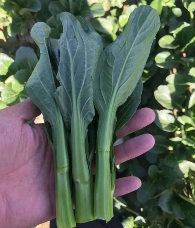 优丰杂交尖叶70菜心