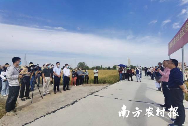 南沙东涌：见证水稻产业转型升级，良种良法助农增收