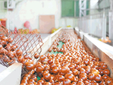 总产量1.68万吨！阳春夏威夷果采摘季顺利收官 | 阳春市夏威夷果产业园系列报道⑰