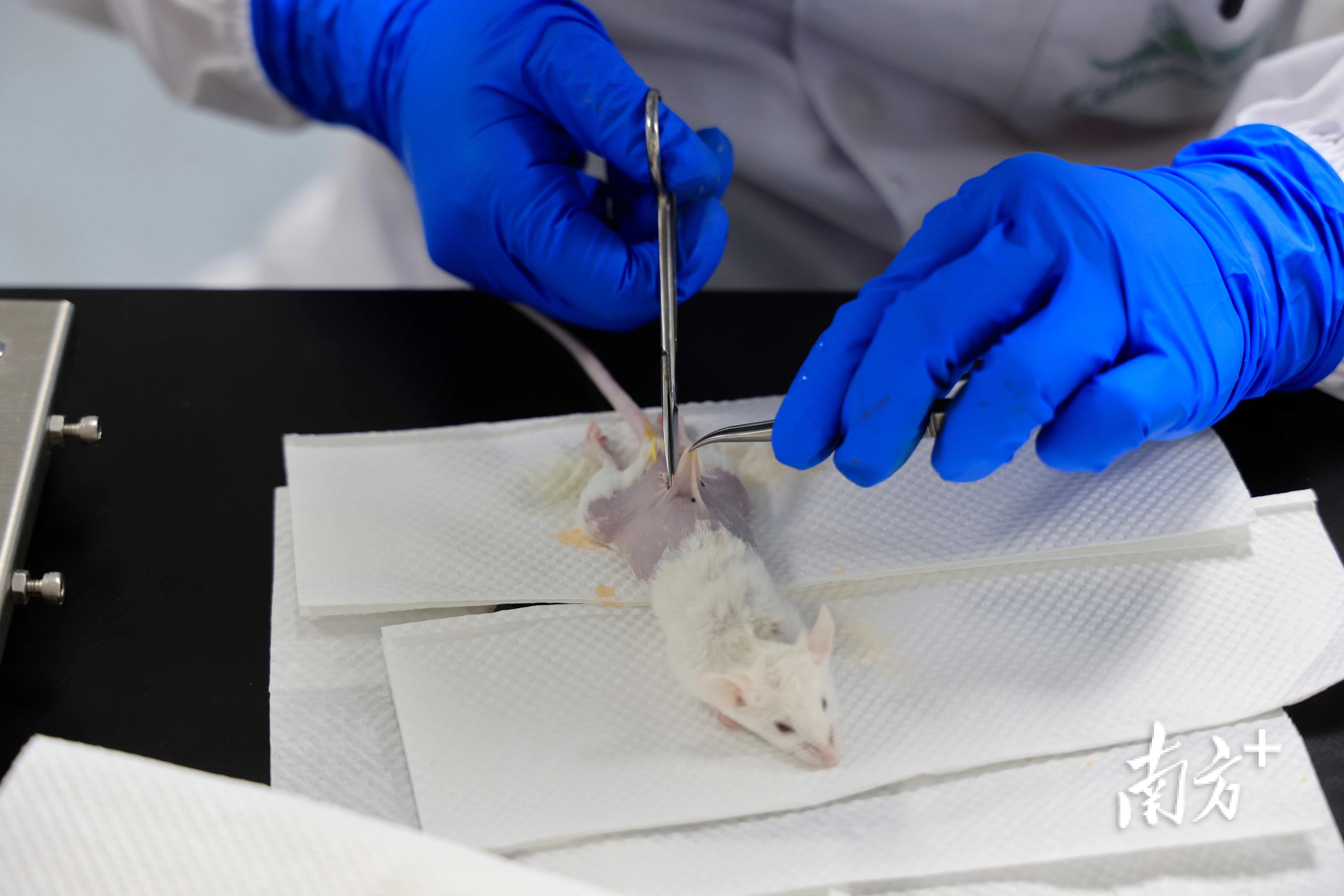 生物医药产业集群是深圳财政支持重点领域。摄影/记者鲁力 南方+ 鲁力 拍摄