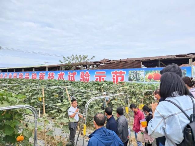 始兴：新品种新技术示范推广 助推蔬菜产业发展