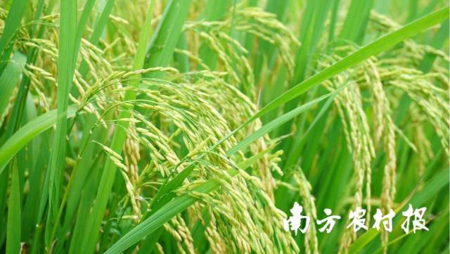 “苹塘米”基地水稻成熟了。 罗定市农业农村局供图 