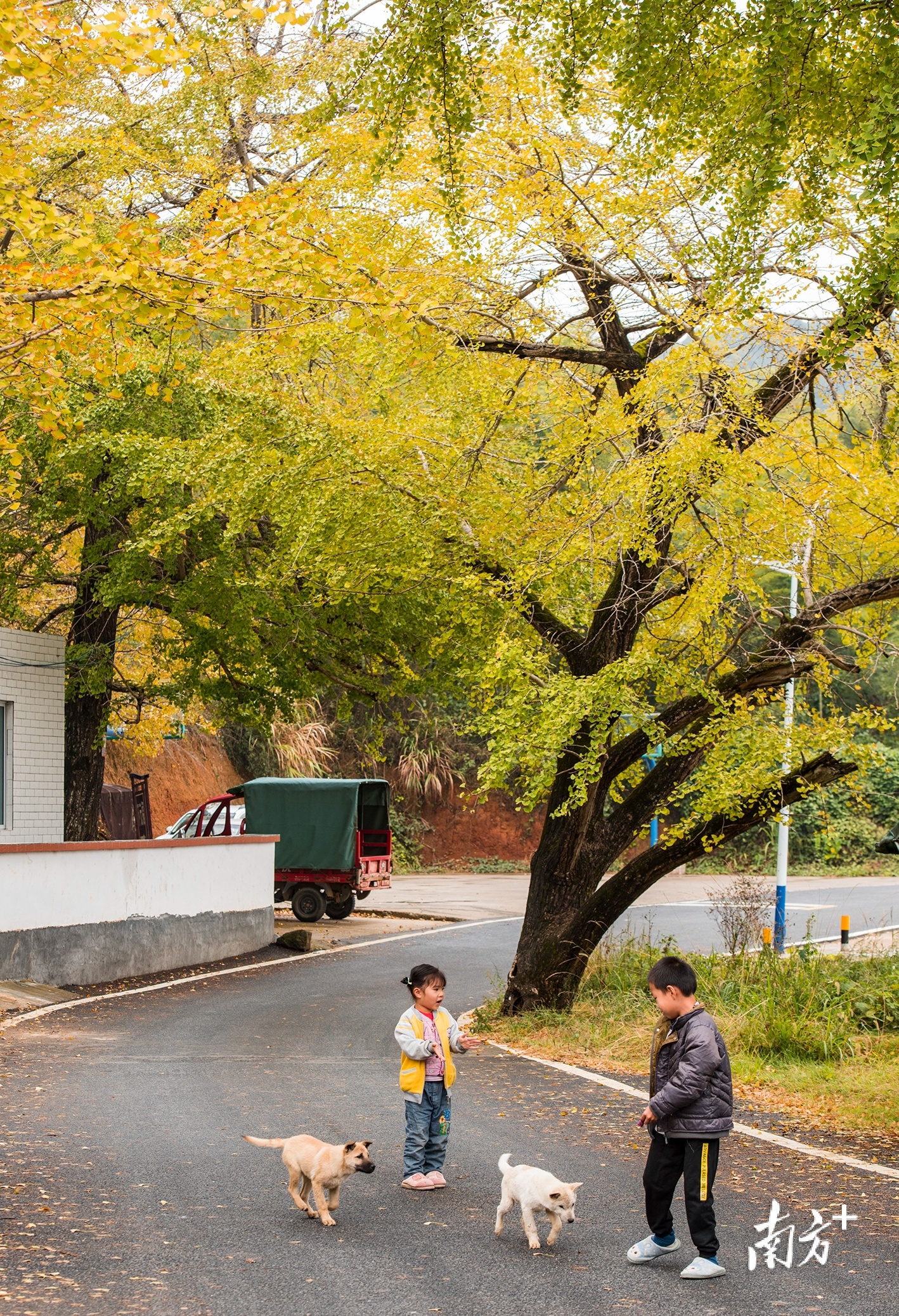 11月6日上午，清远市连州市西江镇看坪村，千年银杏黄了，孩童在树下玩耍，仿佛童话世界。 南方拍客 黄慧诚 摄