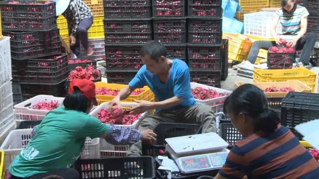 南宁火龙果电商之路：直播带货与大平台齐发展