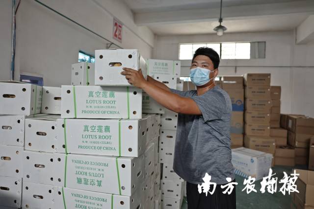 藕有担当！南沙藕农向广州防疫工作人员捐赠2吨新垦莲藕