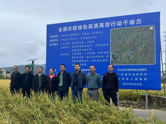推广良种良法，产业融合发展！广州从化水稻绿色高质高效创建成效显著