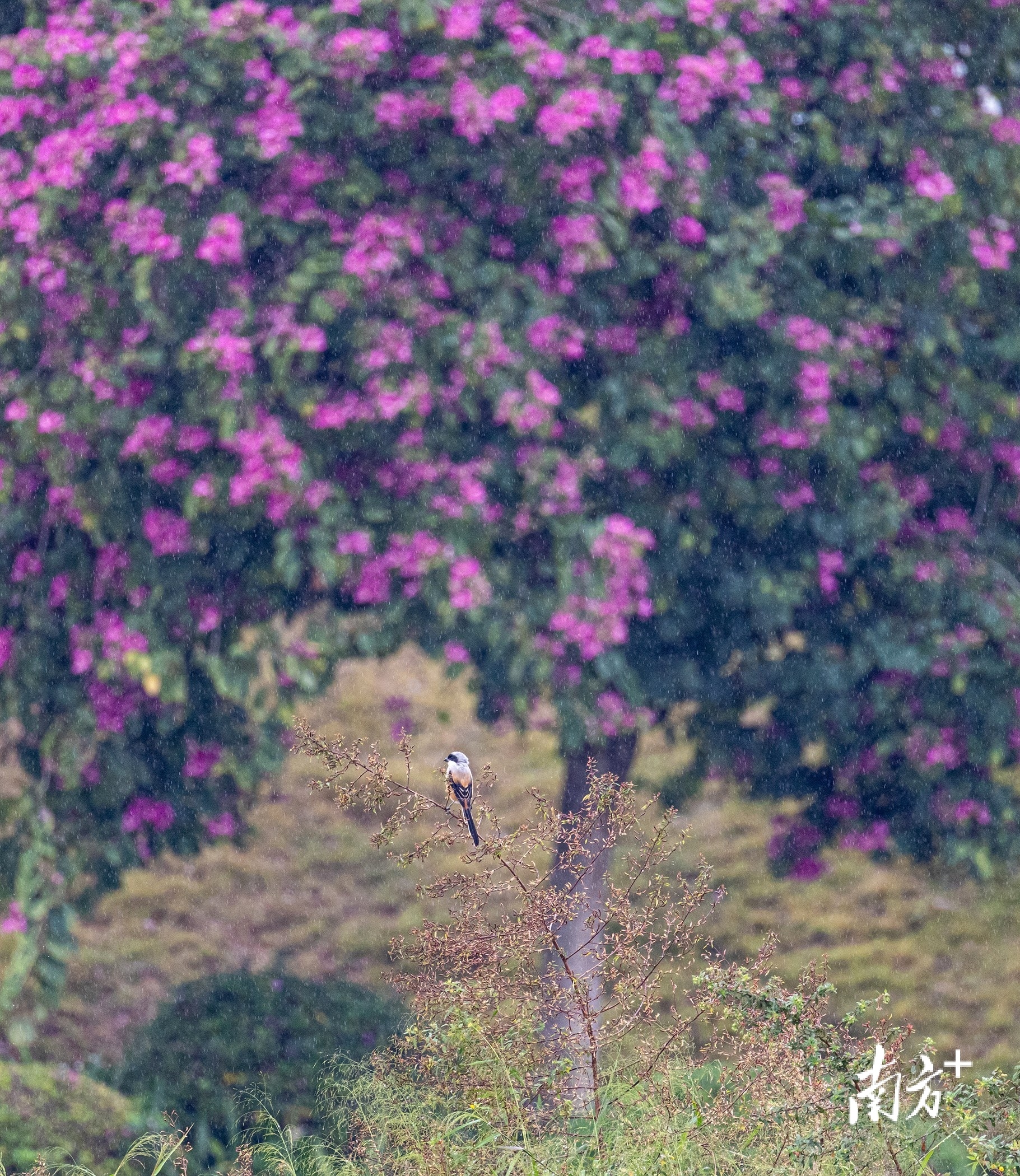 11月6日，一场秋雨过后，从化流溪河绿道紫荆盛开，一只棕背伯劳驻足芦苇，尽享秋色。南方拍客 邹辉 摄