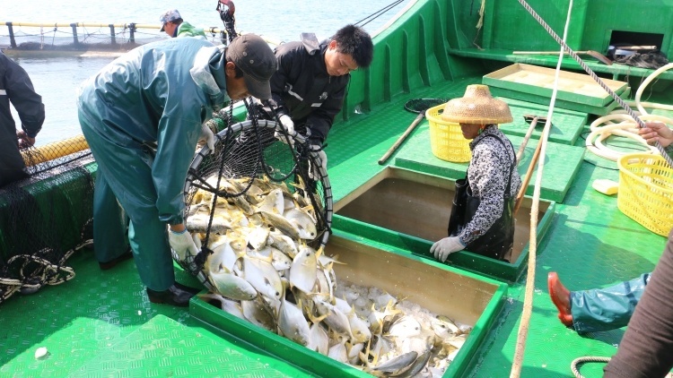 湛江金鯧躍“龍門”,，收購價創(chuàng)新高，年魚經(jīng)濟(jì)讓漁民喜洋洋