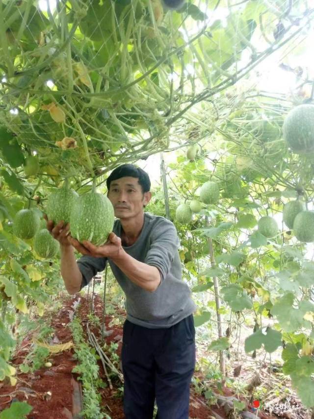 退休教师到田园 “笔耕”华彩新章
