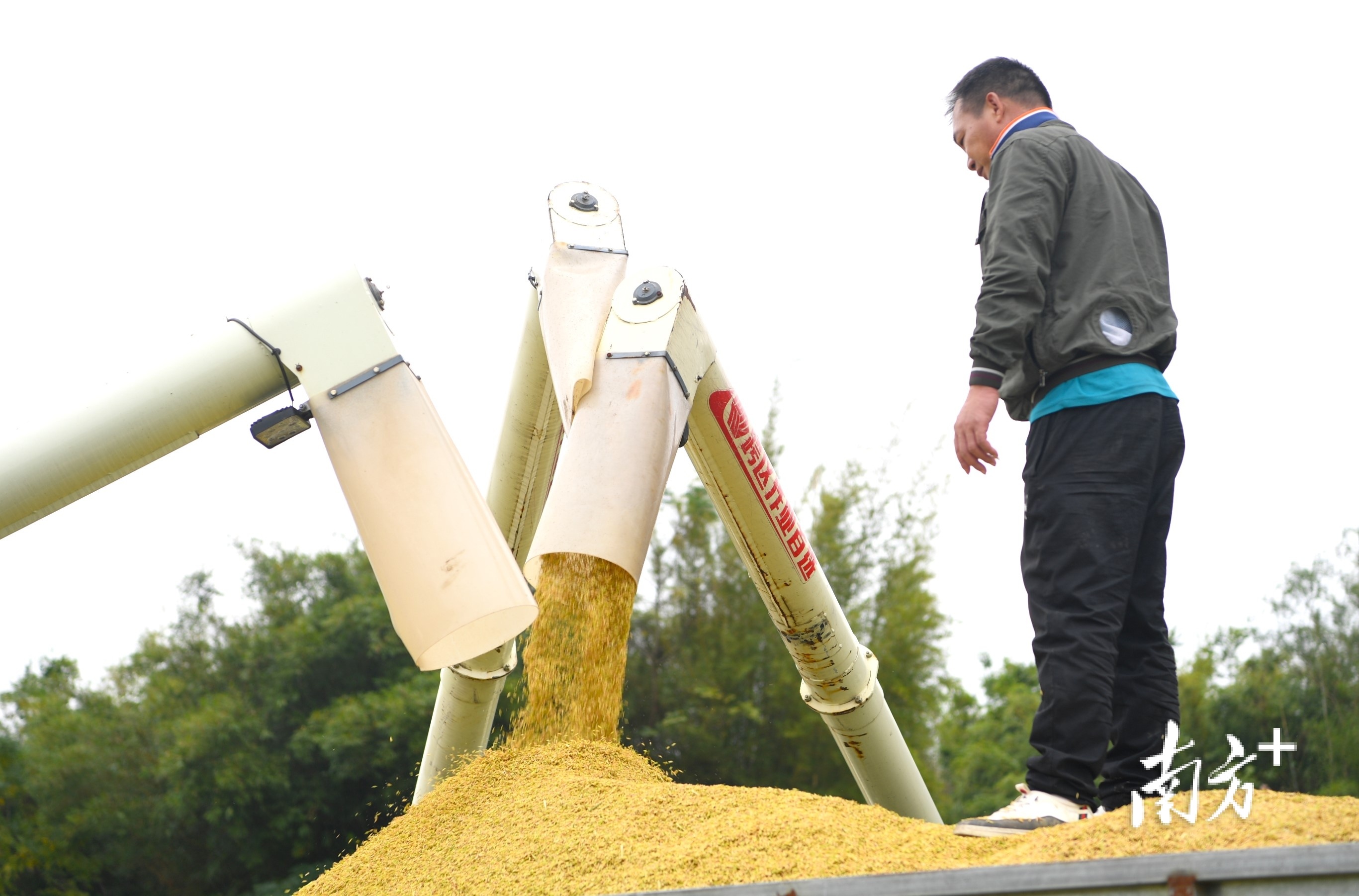 今年，沙湖镇晚稻预计亩产达800—1200斤，总体产量近2800万斤。  南方+ 杨兴乐 拍摄