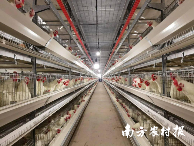 农行大力支持种业振兴。图为新广农牧公司在农行支持下研发的新品“广明2号”白羽鸡。