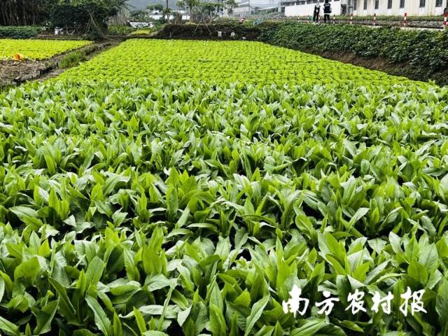 多措并举！番禺区全力保障农产品稳产保供