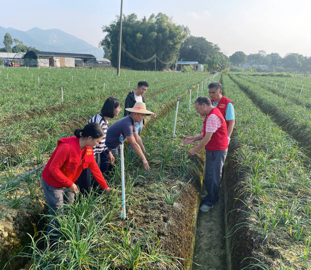轻骑兵专家团队正在查看韭菜长势