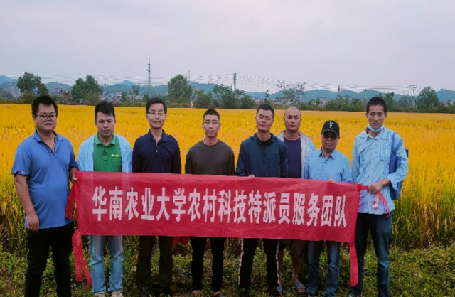 华农大植物航天中心助力怀集丝苗米产业园晚造优质稻生产技术