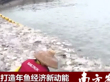 央視輪番報(bào)道“年魚”成爆品,！珠海斗門將領(lǐng)銜中國年魚博覽會(huì)