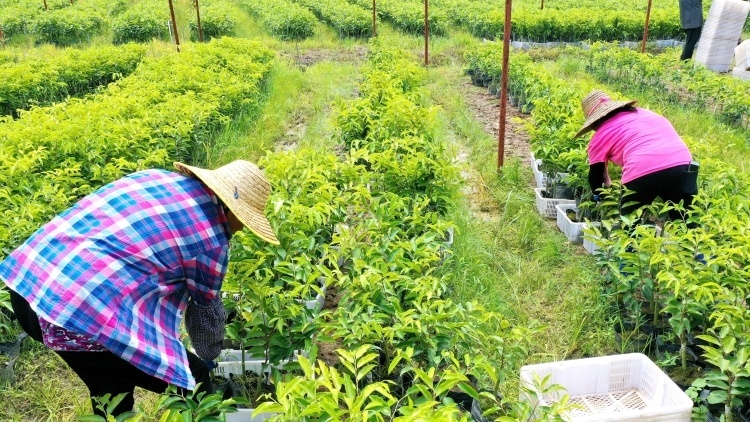 聚焦“五棵树一条鱼一桌菜”，走特色农业发展之路|市委书记抓乡村振兴（2022.11.07-11.13）