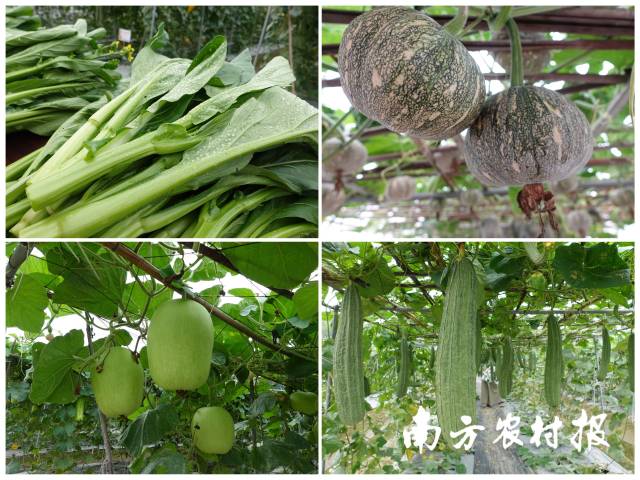 【南方农村报】120个新优品种展示!省农作物现代种业产业园举办品种推介会,助力科研成果转化落地_广东省农业科学院