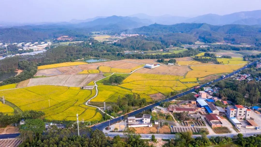 13日，位于高明更合镇平塘村明丽农业的晚稻已然成熟。