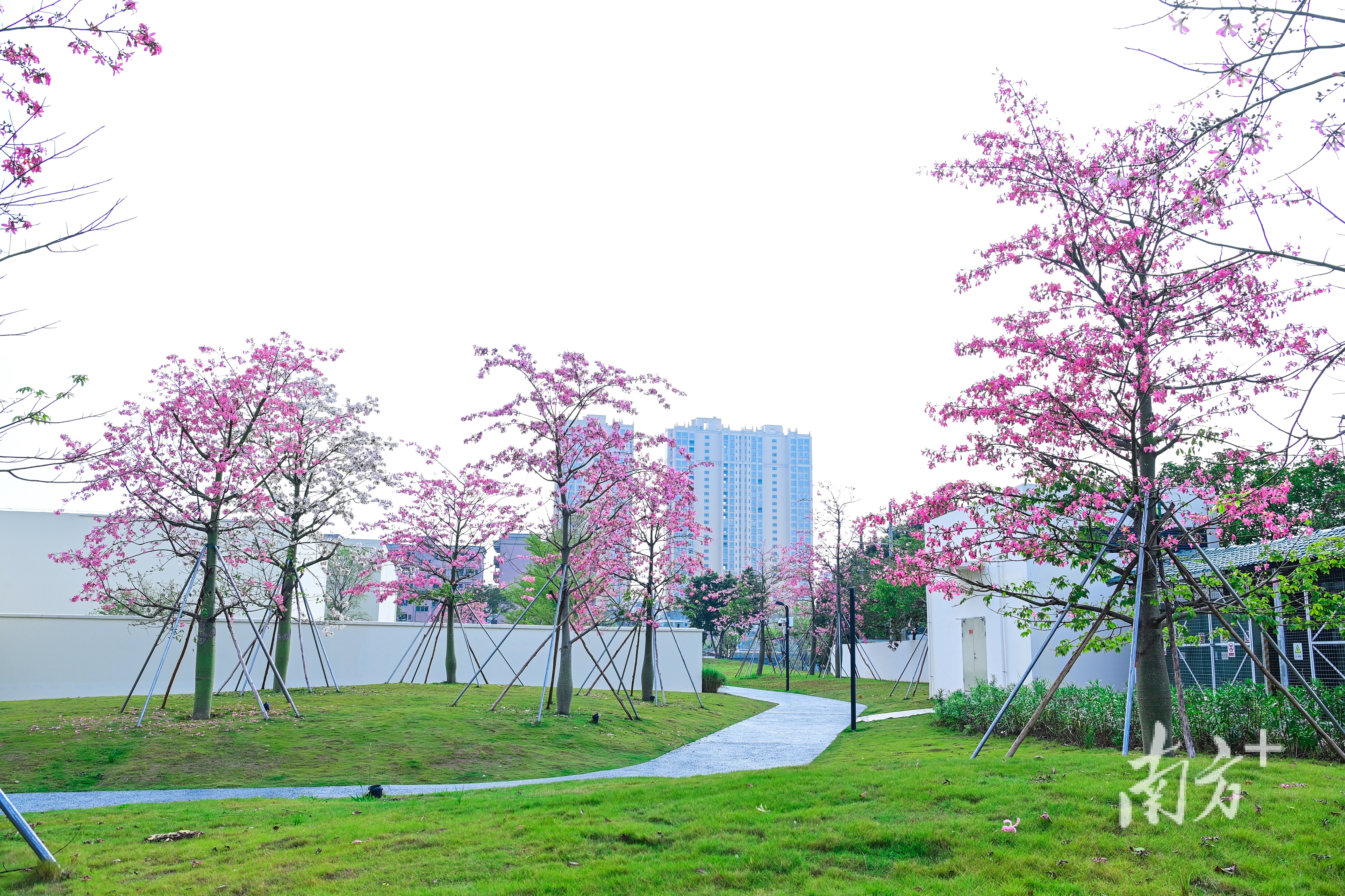 黄江镇科技公园，粉红色的异木棉花悄悄爬上枝头。李鄂 摄