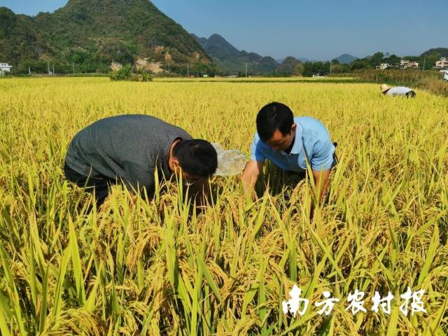 英德市农技人员在大湾镇古道村丰成专业合作社指导晚稻收割