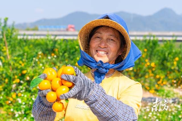 四会沙糖橘种植历史悠久,被誉为“中国柑橘之乡”。蓝东旭摄 四会沙糖橘种植历史悠久,被誉为“中国柑橘之乡”。蓝东旭摄