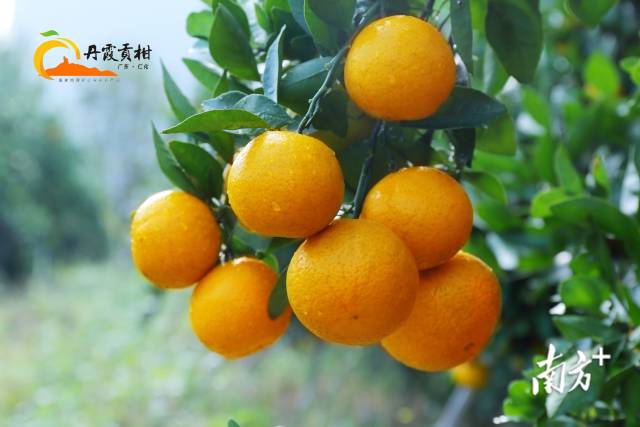 丹霞贡柑色如渥丹,灿若明霞。陈小瑰摄 丹霞贡柑色如渥丹,灿若明霞。陈小瑰摄