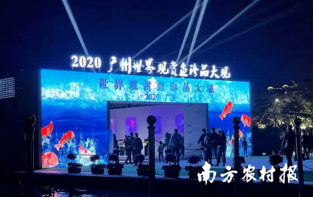 3000万条鱼儿“选美”，年产值近2亿！南沙打造全国最大热带观赏鱼种业基地