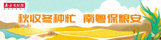 怀集：金秋稻谷黄，冬种蔬菜忙