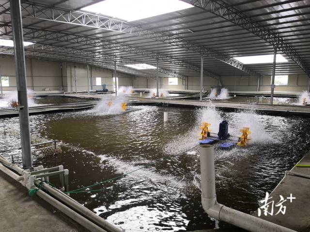 天马科技集团养殖基地