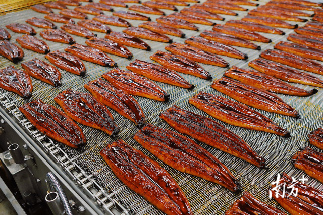 天马科技集团烤鳗线