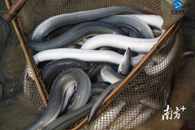 天马科技集团养殖基地出产的鳗鱼