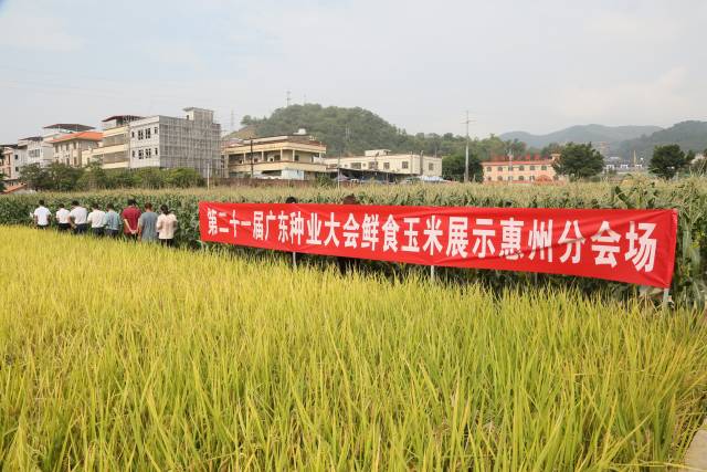打卡惠州分会场！30多个鲜食玉米优新品种亮眼“出圈”