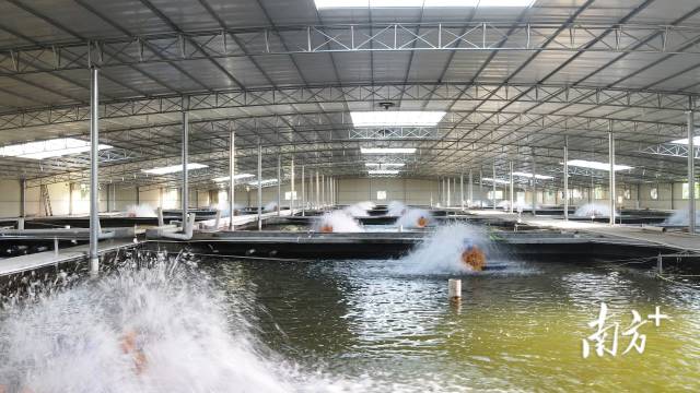 天马科技集团养殖基地