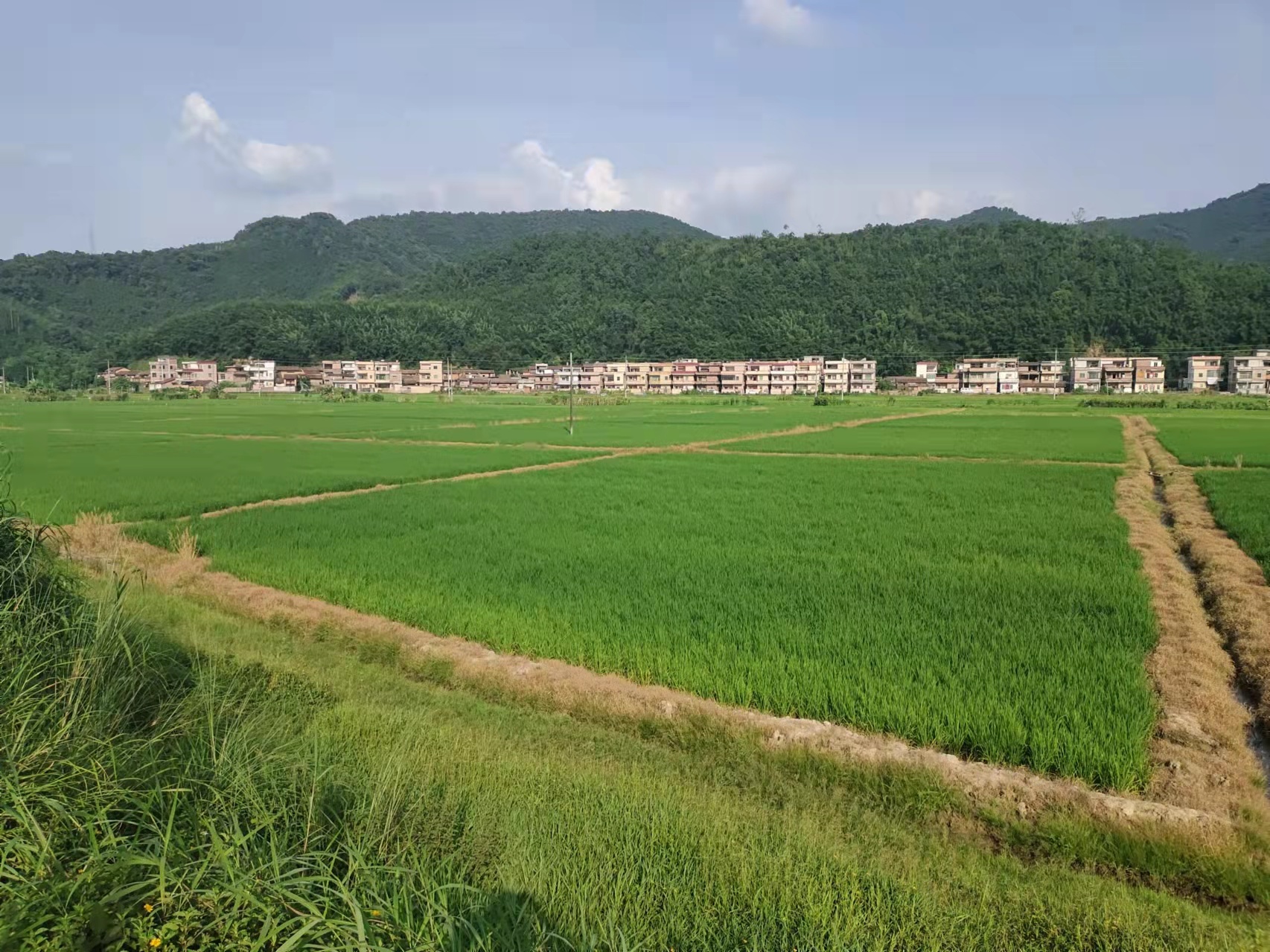 广宁县整治后的撂荒地种满水稻。