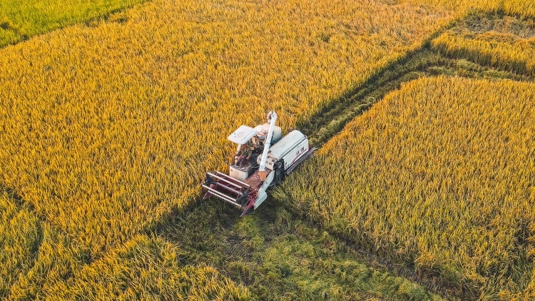 秋收冬种迎丰年，肇庆预计今年产粮超120万吨