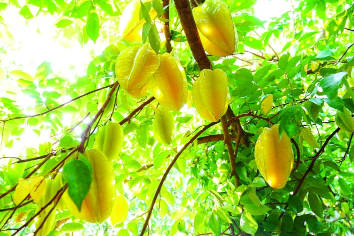 正值麻榨杨桃丰收时节，果粒饱满的杨桃挂满枝头。 