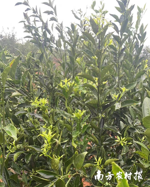 重要提醒！长时间冬雨天气影响新会柑促花，专家建议做好这些