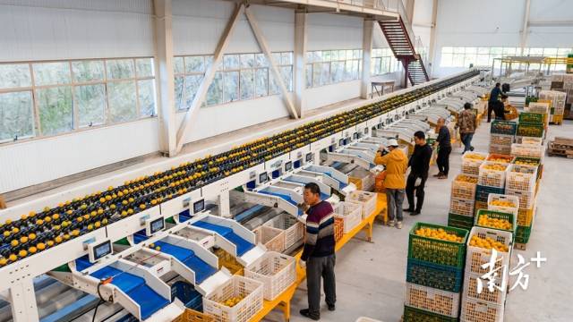 丹霞贡柑分选场每分钟分选贡柑数可达到600个。 丹霞贡柑分选场每分钟分选贡柑数可达到600个。