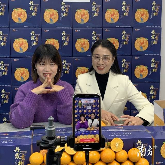 本地网红为丹霞贡柑直播带货。仁化县柑橘产业协会提供。 本地网红为丹霞贡柑直播带货。仁化县柑橘产业协会提供。