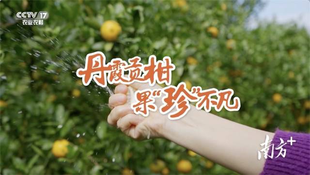 丹霞贡柑,果“珍”不凡。广告语亮相央视。 丹霞贡柑,果“珍”不凡。广告语亮相央视。