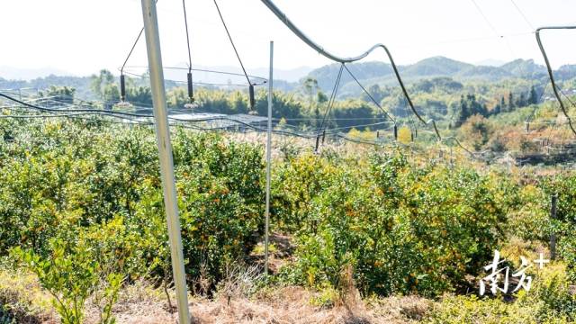 仁化贡柑园智能水肥一体化设施。 仁化贡柑园智能水肥一体化设施。