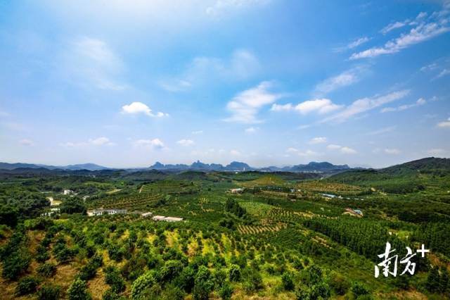 丹霞山下的仁化县省级现代农业柑橘产业园。仁化县农业农村局提供。 丹霞山下的仁化县省级现代农业柑橘产业园。仁化县农业农村局提供。